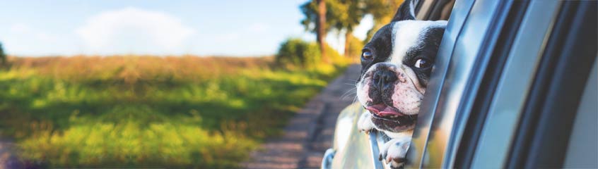Zubehör für Autofahrer und Hundebesitzer - TRAVELbusiness